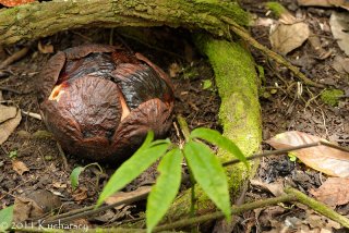 Rafflesia keithii