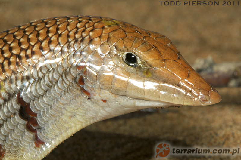Scincus scincus - scynk aptekarski - Scincidae - Scynkowate, Scynki