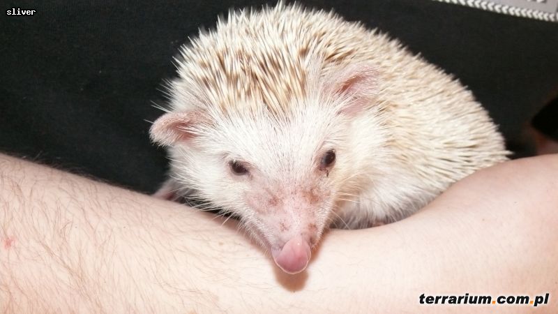 Dodany obrazek