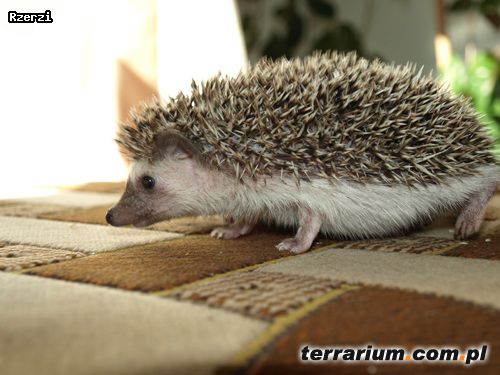 Dodany obrazek