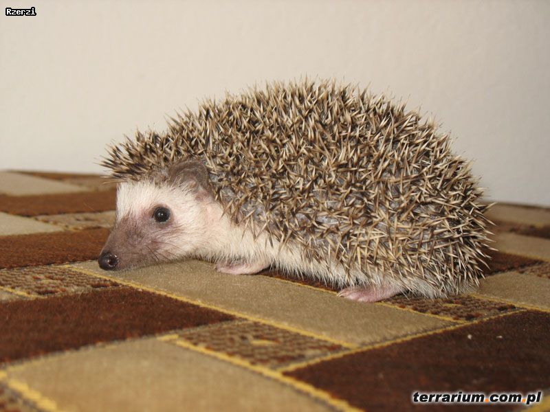 Dodany obrazek