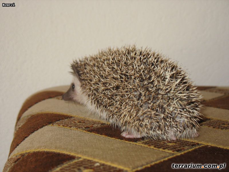 Dodany obrazek