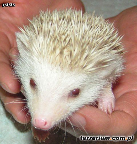 Dodany obrazek