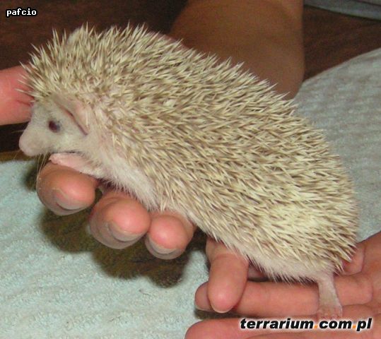 Dodany obrazek