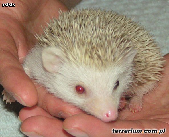 Dodany obrazek