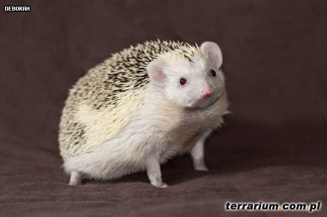 Dodany obrazek