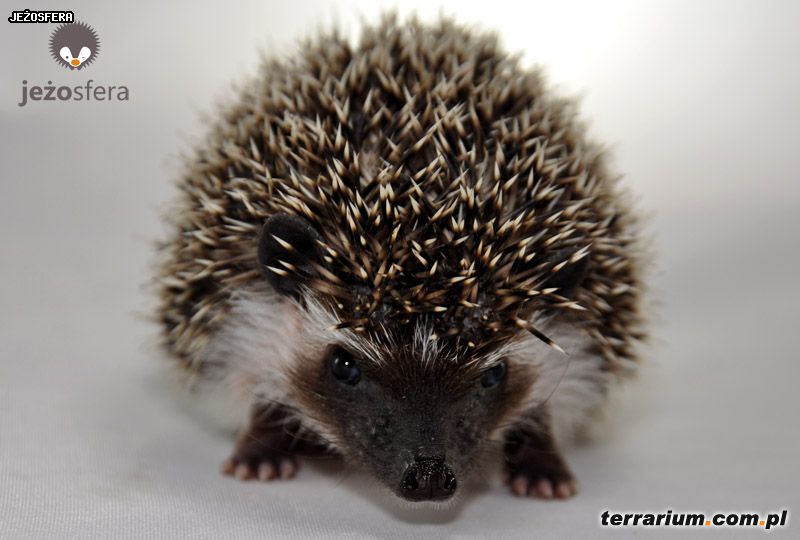 Dodany obrazek