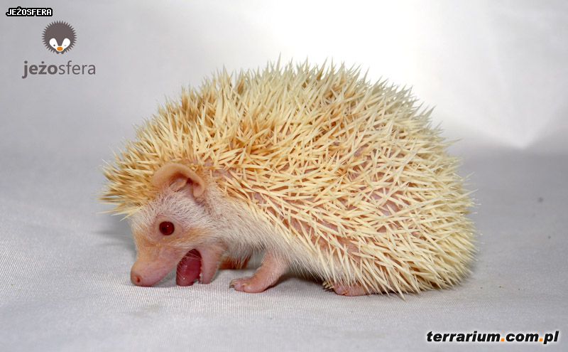 Dodany obrazek