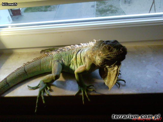 Dodany obrazek