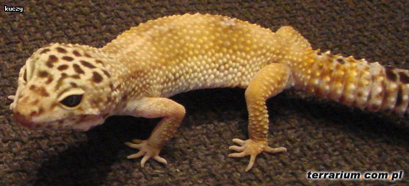Dodany obrazek