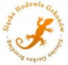 KM DESIGN - Silesian Geckos