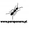 Paraponera