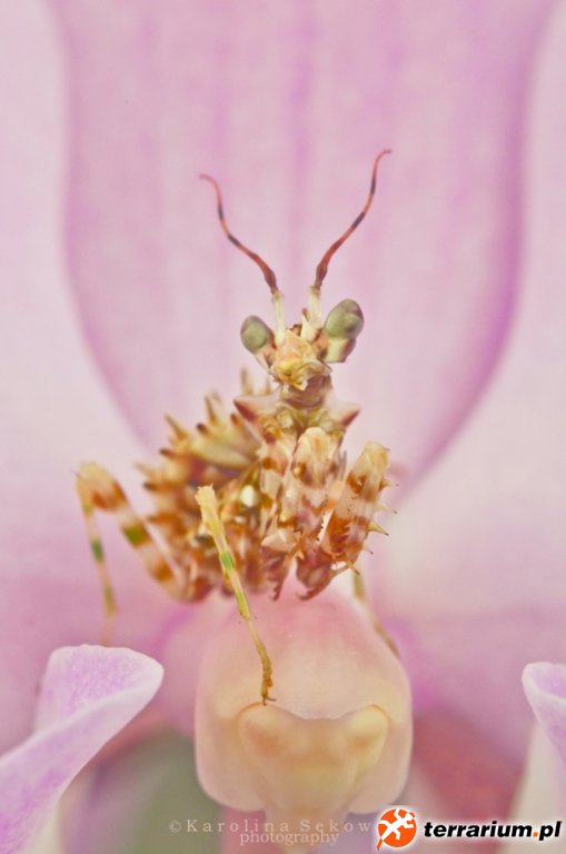 Pseudocreobotra wahlbergii L4