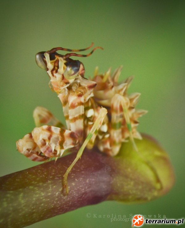 Pseudocreobotra wahlbergii L4