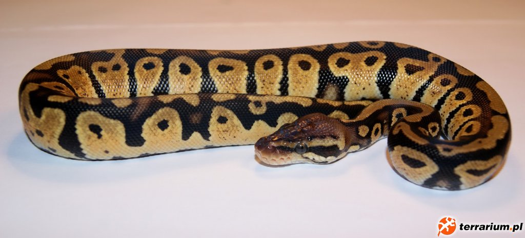 Python regius Pastel 2012 - Samiec