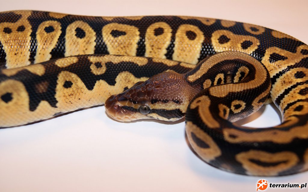 Python regius Pastel 2012 - Samiec