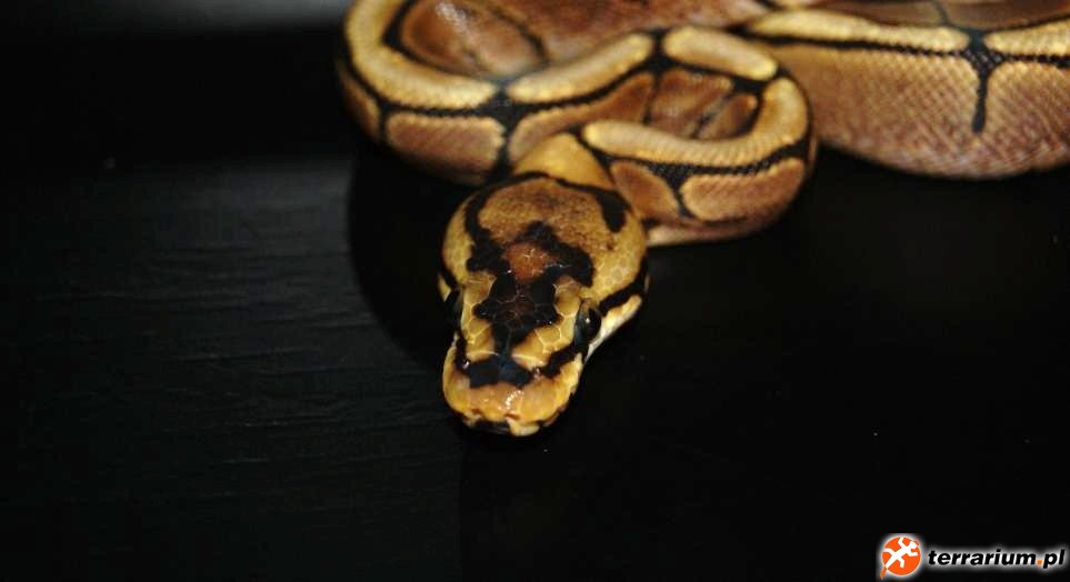 Python regius Spider 2012 Male