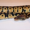 Python regius Pastel 2012 - Samiec