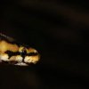 Python regius Spider 2012 Male