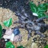 Poecilotheria miranda samiec I