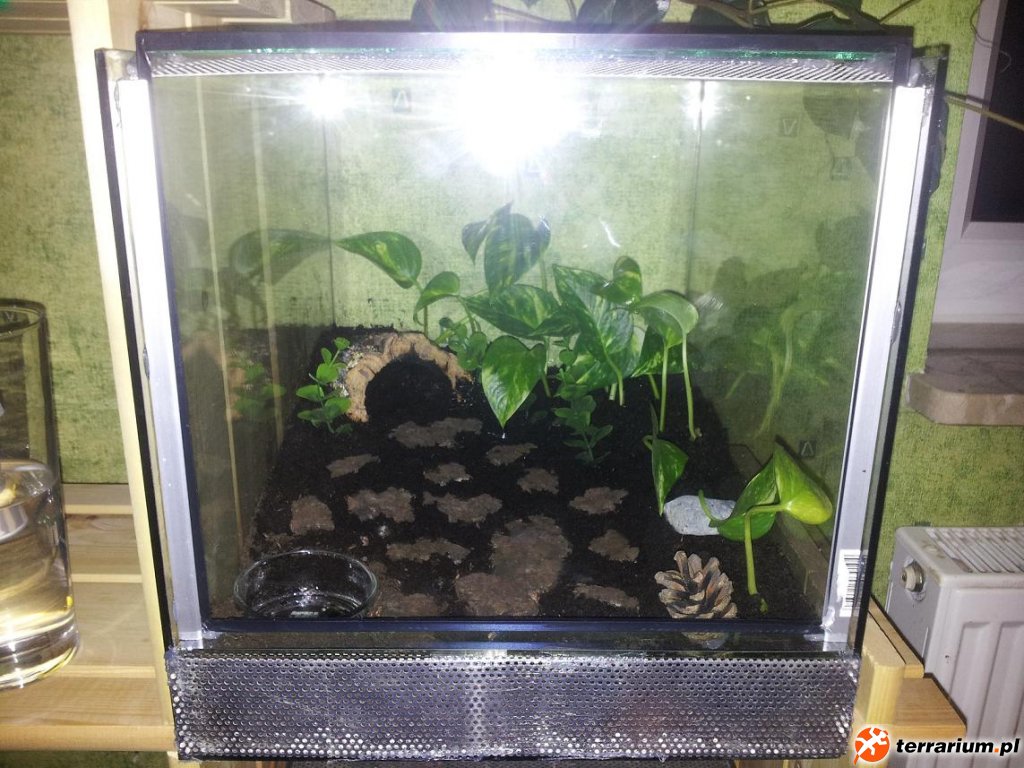 Smithi 30x30x40