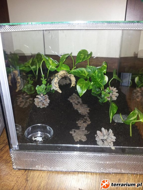 Geniculata 30x30x40