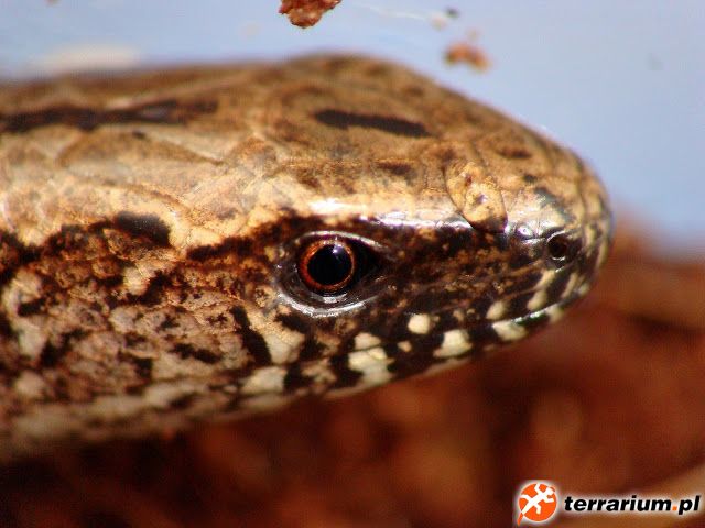 Anguis fragilis
