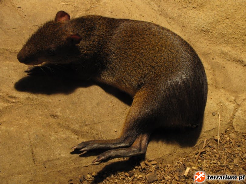 Zoo Brno