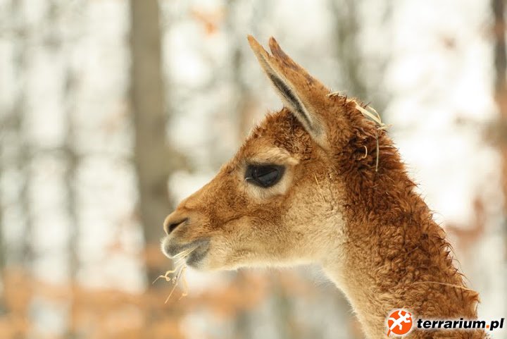 Zoo Brno