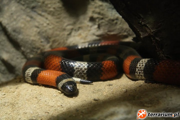 Zoo Brno