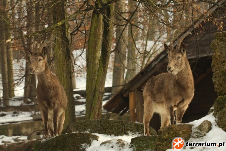 Zoo Brno