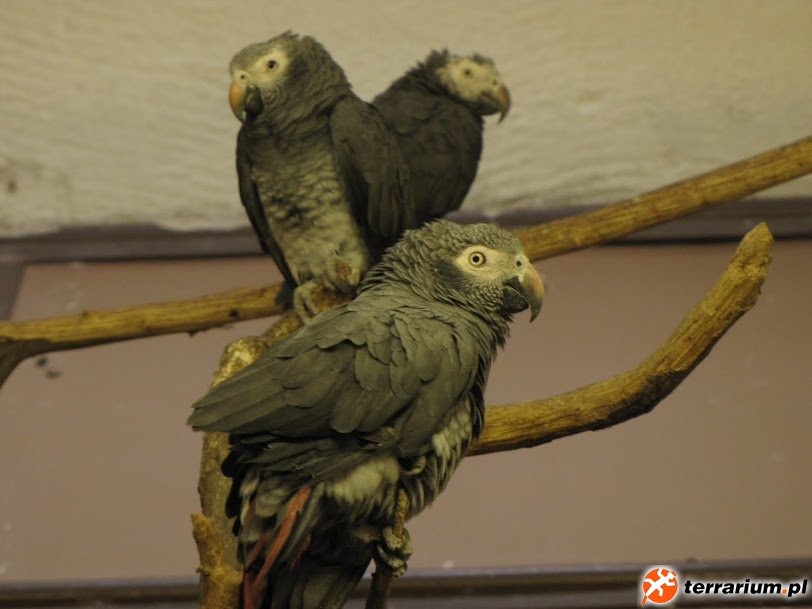 Zoo Brno