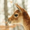 Zoo Brno