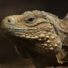 Zoo Brno