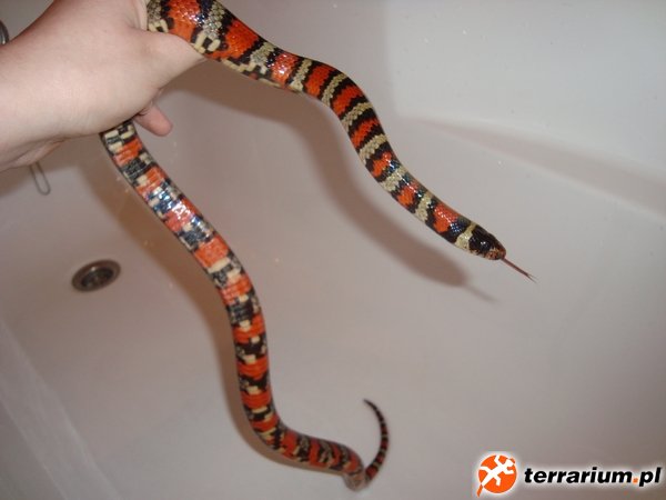 Lampropeltis ruthveni