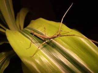 Patyczak Zomproi Patyczak Zomproi