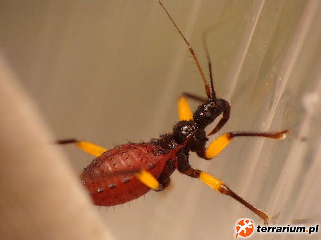 Platymeris biguttatus