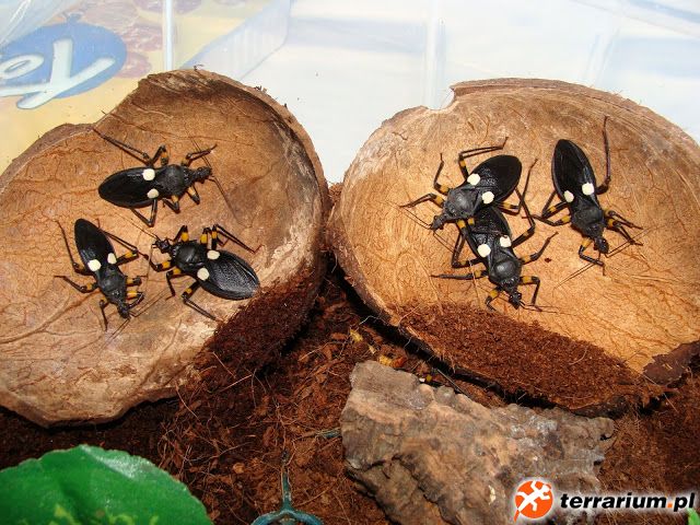 Platymeris biguttatus