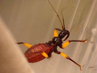 Platymeris biguttatus Platymeris biguttatus