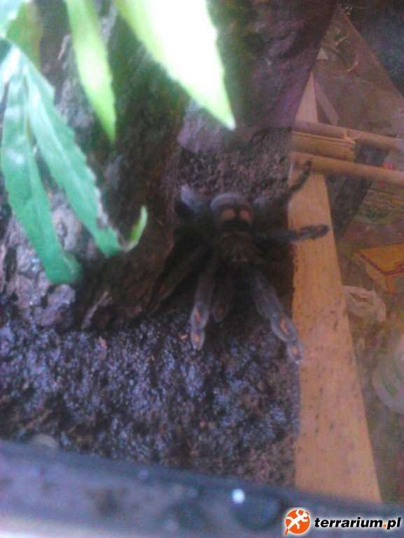 p.irminia 2 spokojna