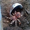 malutka a.geniculata