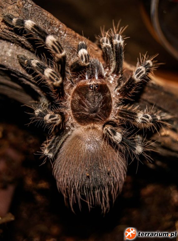 A. Geniculata - Spasiona, przed wylinką.
