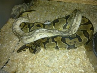 Superpastellesser x Enchi