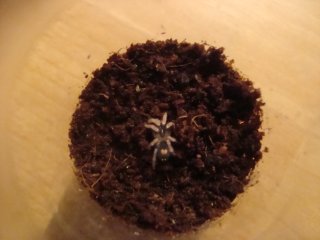 Cyriocosmus elegans L3 Cyriocosmus elegans L3