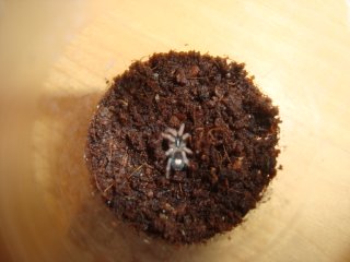 Cyriocosmus elegans L3 Cyriocosmus elegans L3