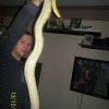 60812747 1 1000x700 Pmb albino samica srem