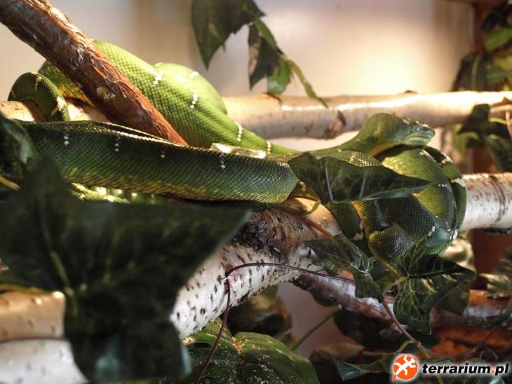 Samica Corallus Caninus Guyana