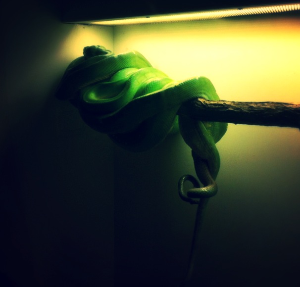 Morelia viridis