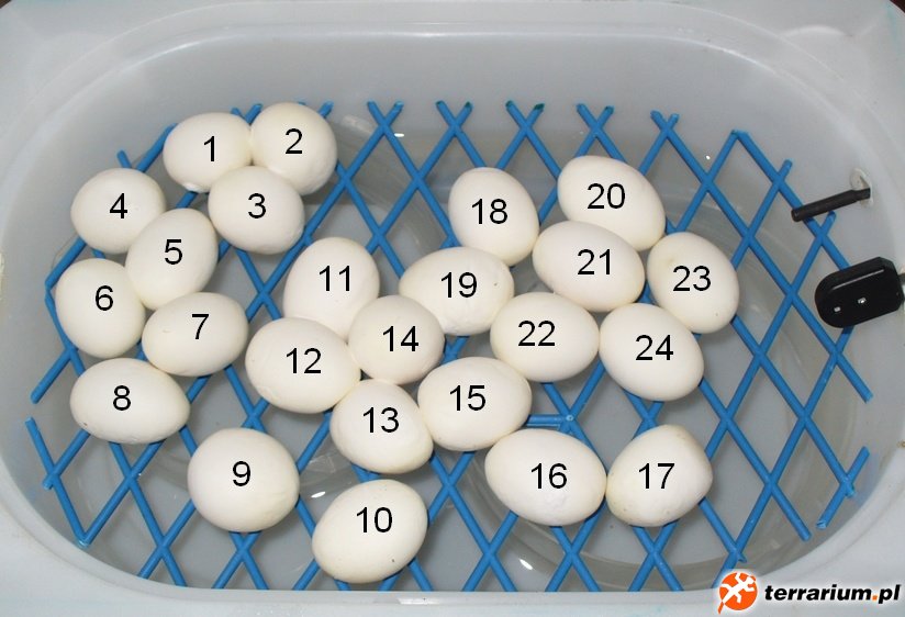 2012y eggs