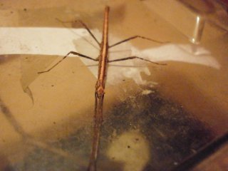 P3060048 (Kopiowanie) P3060048 (Kopiowanie)